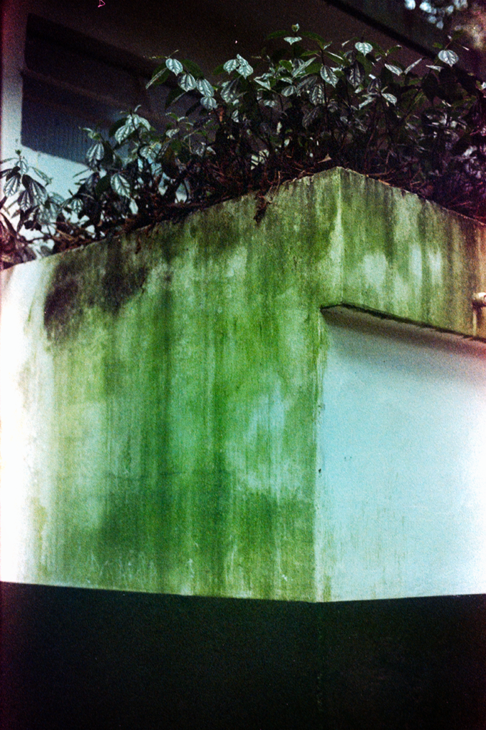 Muro esverdeado no Parque Alfredo Volpi