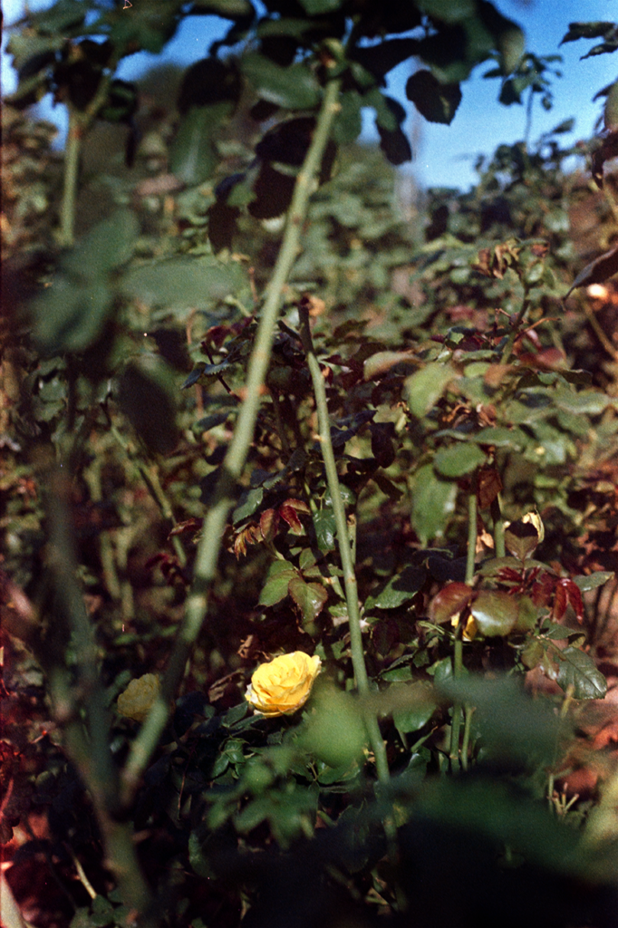 Roseiral do Instituto Butantan com rosa amarela